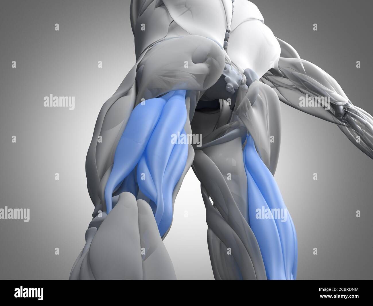 Hamstring and Calf Stretches