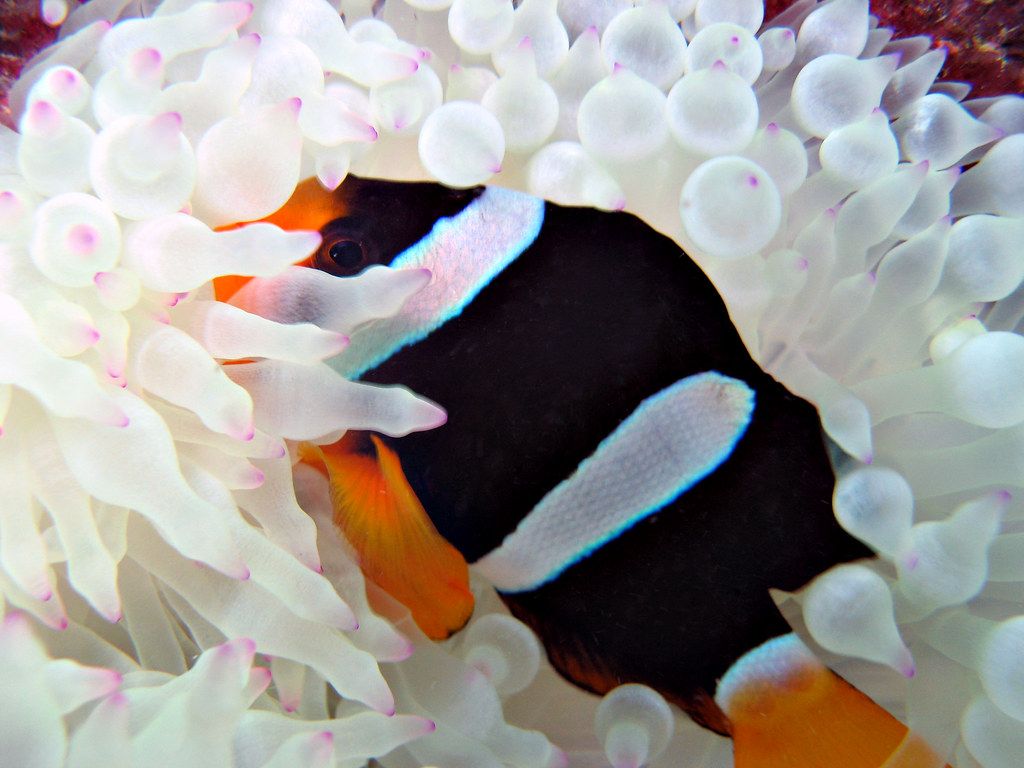 Look At Me! (Clownfish)