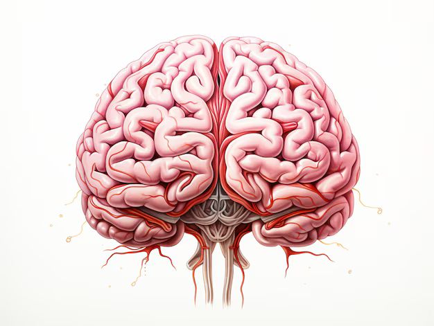 brain monitors satiety signals