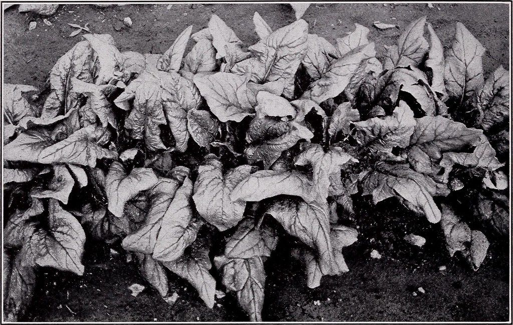 Freezing Herbs for Later