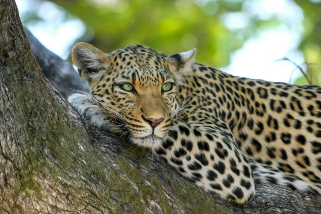 Quilled Warrior: How a Porcupine Defeated a Hungry Leopard in Kruger