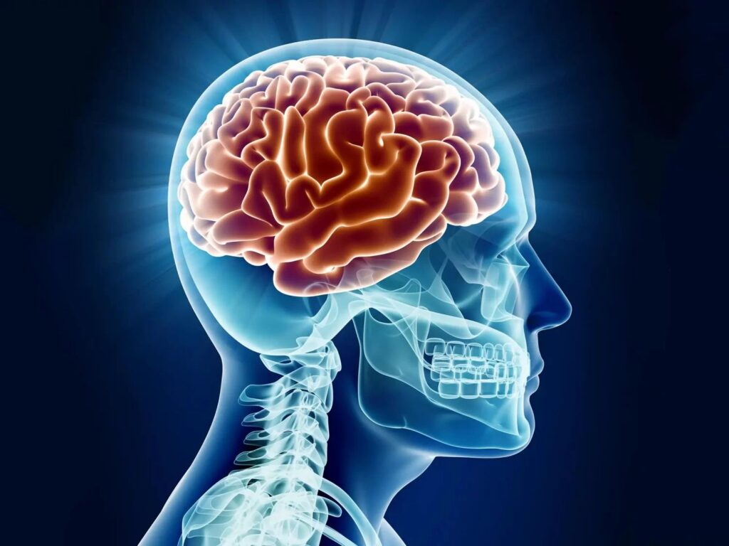 brain regions and networks