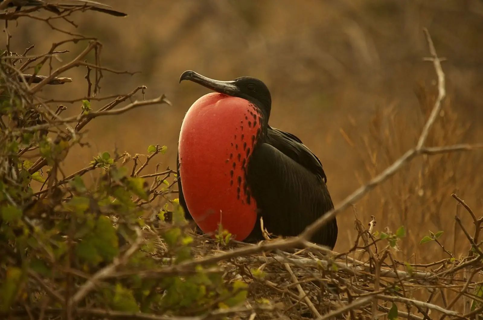 The Frigatebird (Frigatebird and Solar Eclipse)