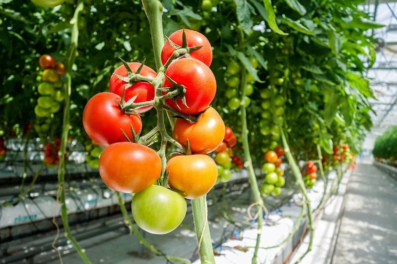 good air circulation for tomatoes