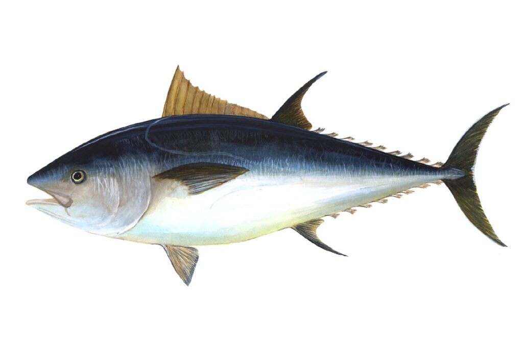 Oily Fish: Your Brain's Omega-3 Superheroes