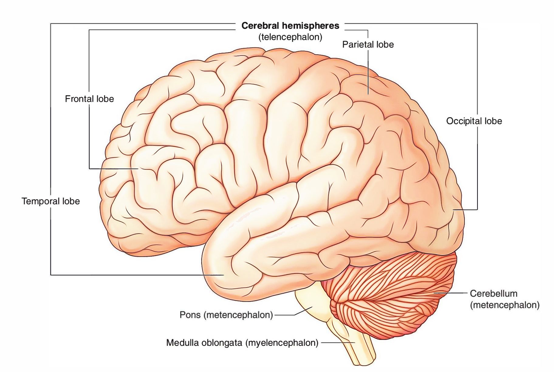 parietal lobe