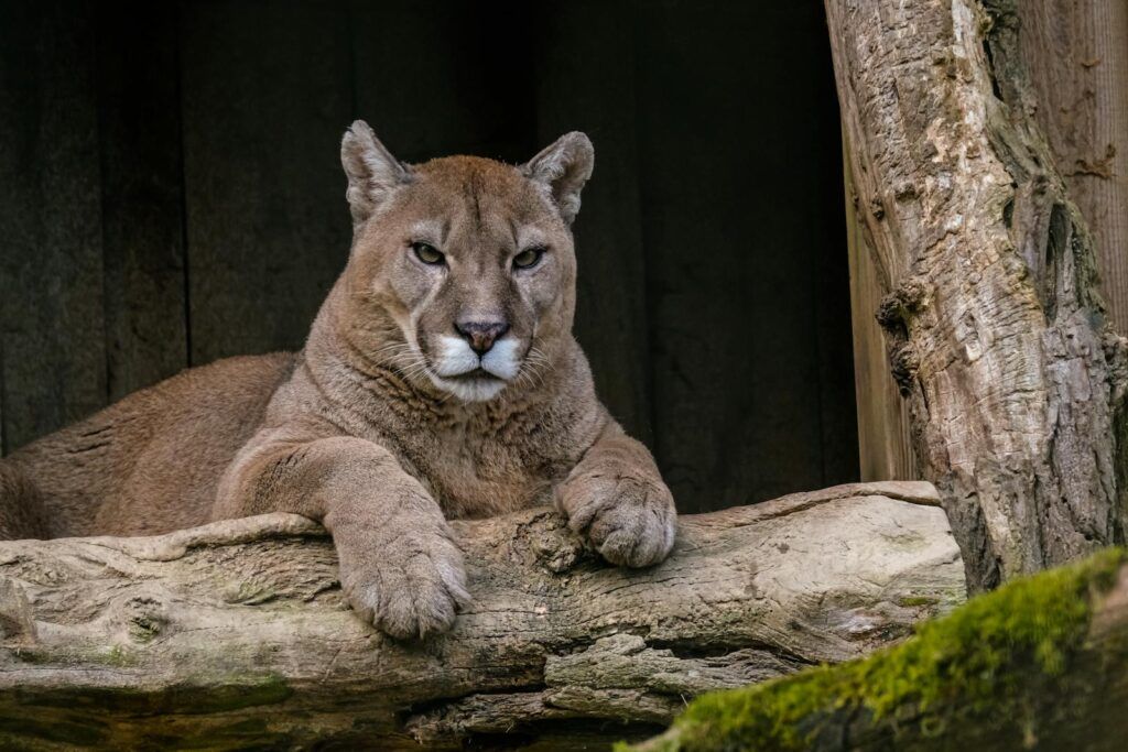 From cage to cuddles: Macy the cougar’s heartwarming transformation