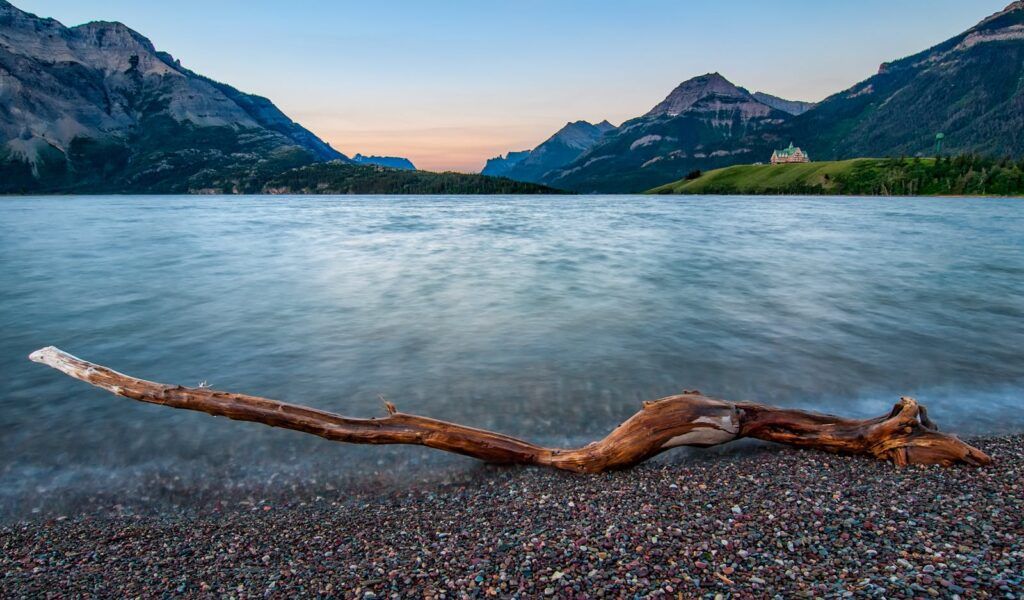 Photo of a Driftwood by the Seashore