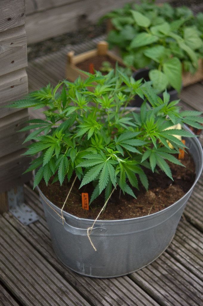 Unveiling Cannabis: A Comprehensive Exploration of Its Botanical Nature, History, and Diverse Applications
