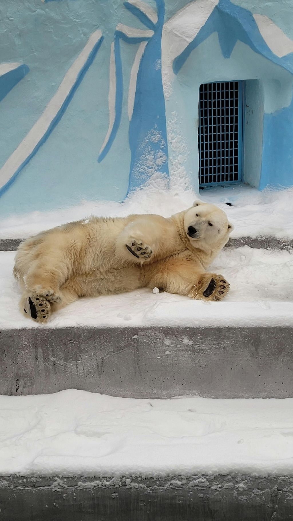 Relaxing in the Snow (Polar Bear)