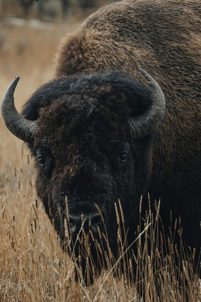 tourists taking selfies with wild bison