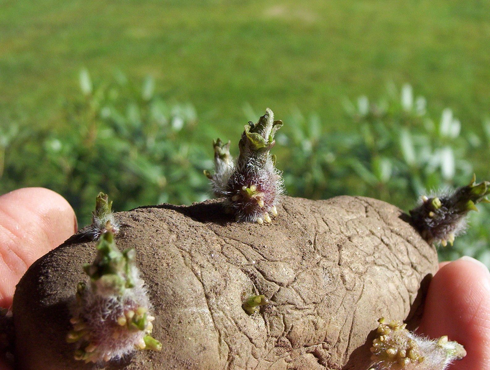 Edible Tubers: Earth's Energy Reserves