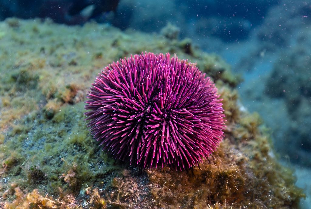Urchin Spines (Purple Sea Urchin)