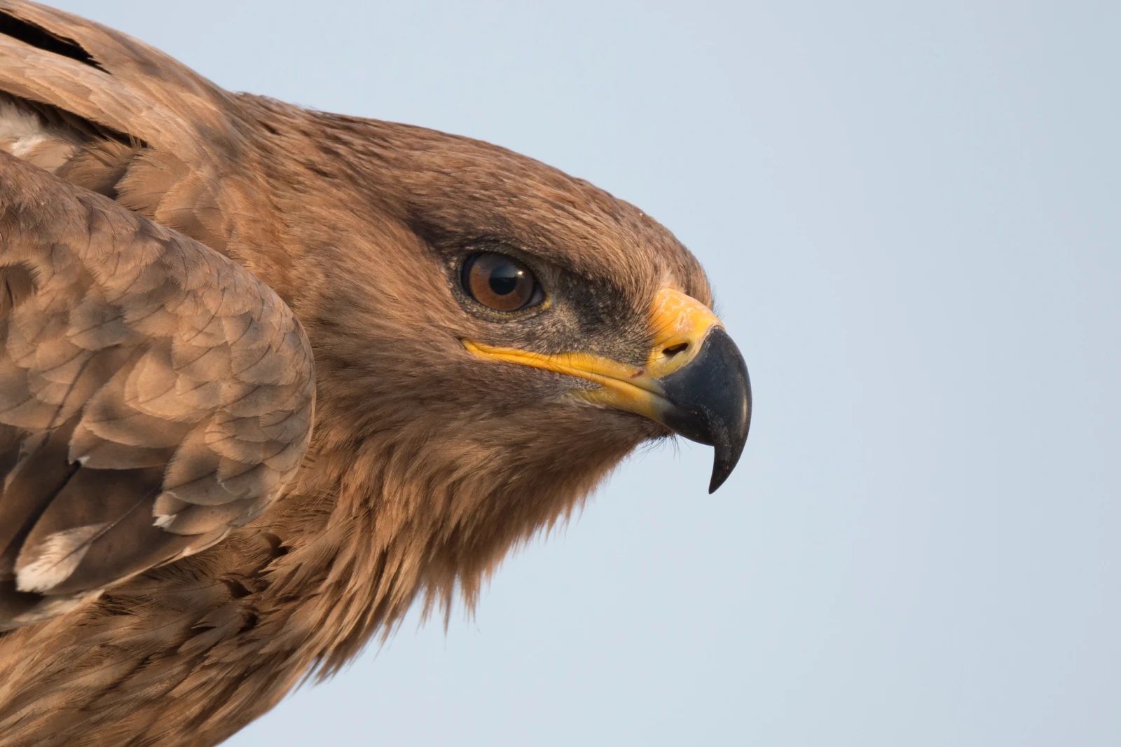 steppe eagles