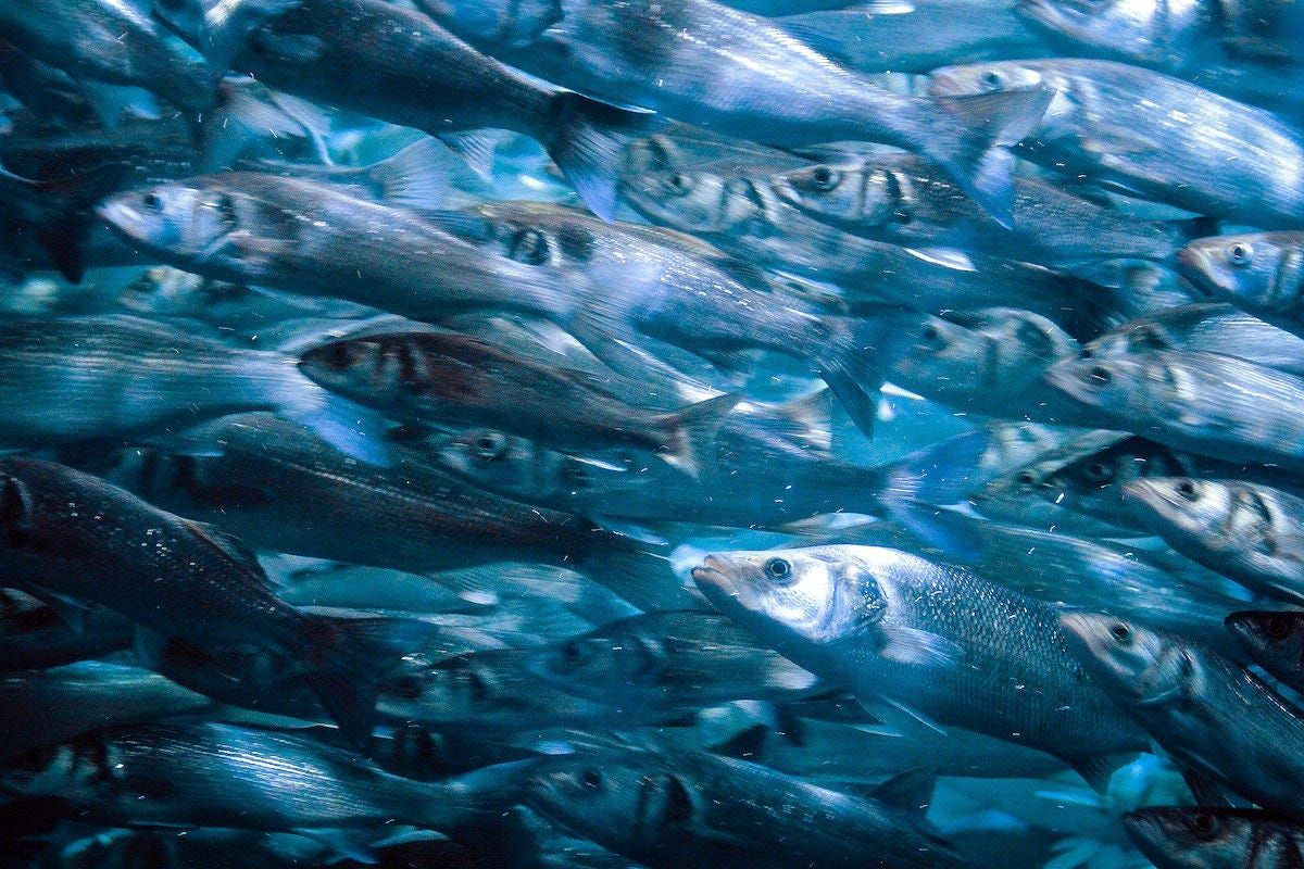 Oily Fish and Seafood: Unlocking the Benefits of the Ocean