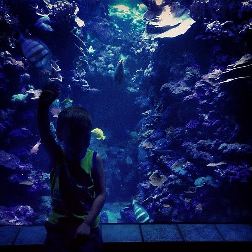 The Return of the Fish Whisperer