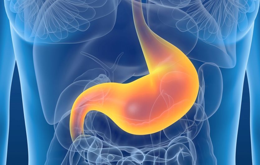 stomach muscular chamber