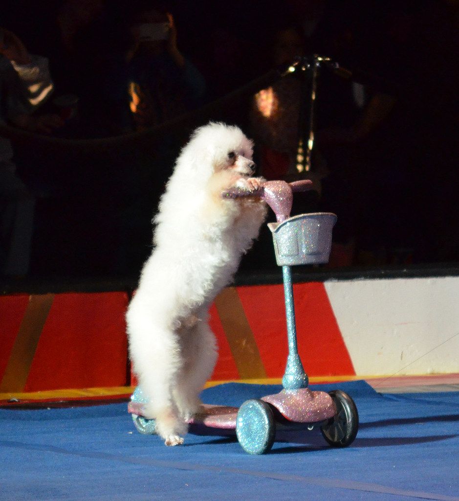 Trained dogs 01 - Royal Hanneford Circus - Westchester NY - 2013-02-16