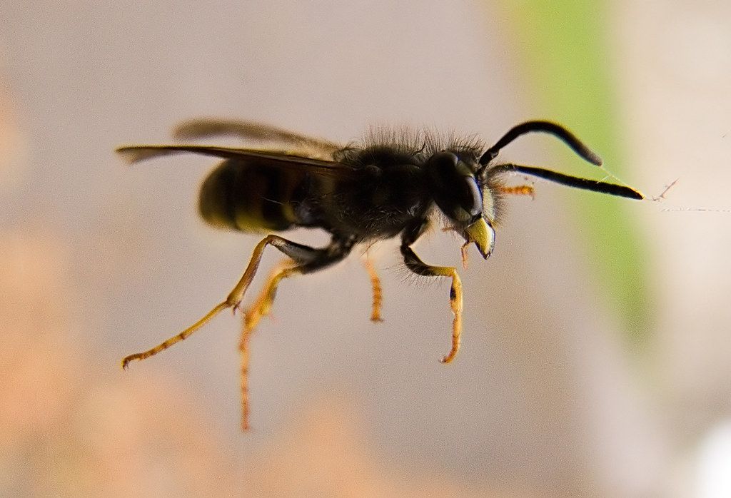 Trapped (Wasp Spider)