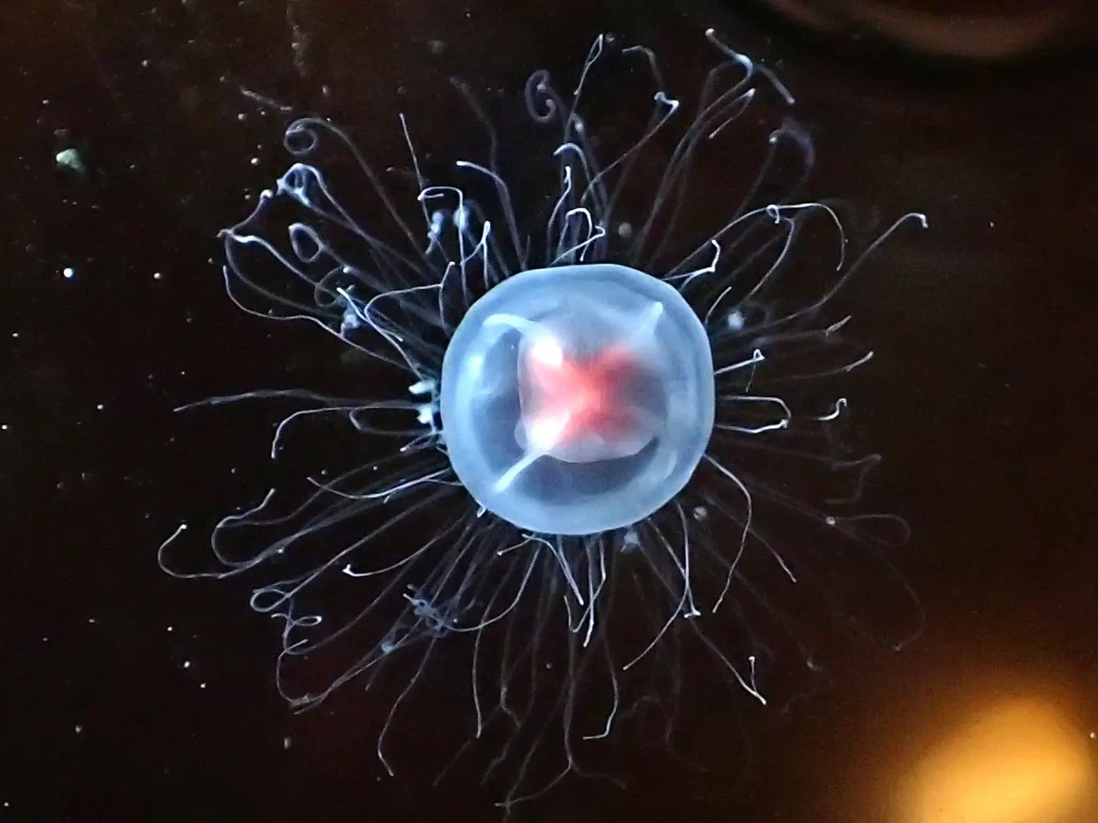 Circle of Life (Jellyfish)