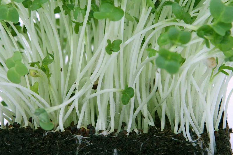 Kale Sprouts