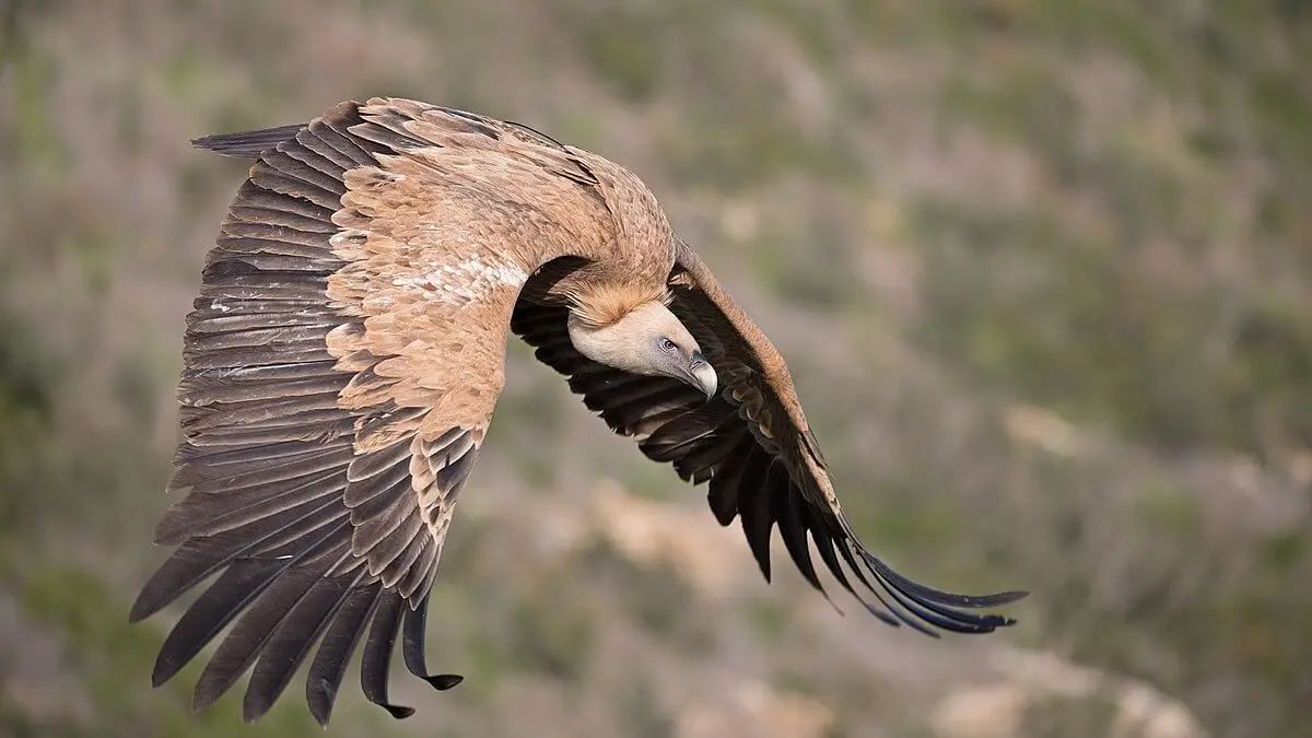 Unveiling Earth’s Wonders: A Deep Dive into the 10 Most Fascinating Animals You Need to Know