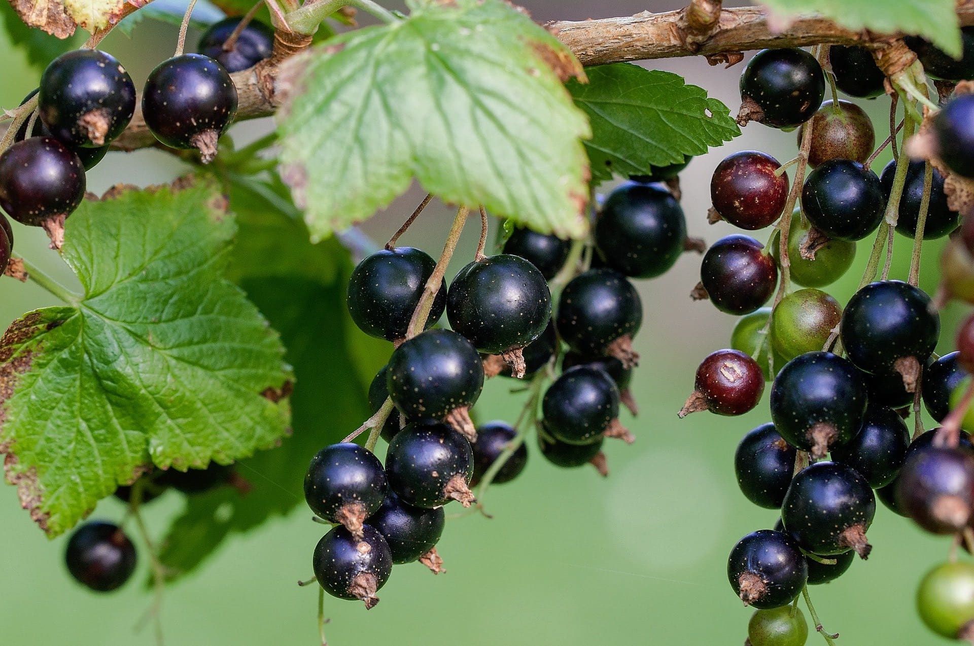 blackcurrant nutritional benefits