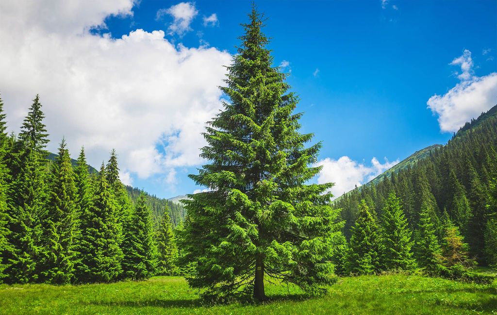 pine tree protection