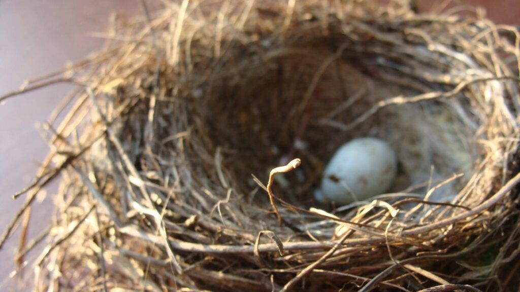 Beyond Heartless: The Evolutionary Logic Behind Bird Abandonment and Siblicide