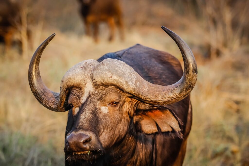 african buffalo, animal, wildlife