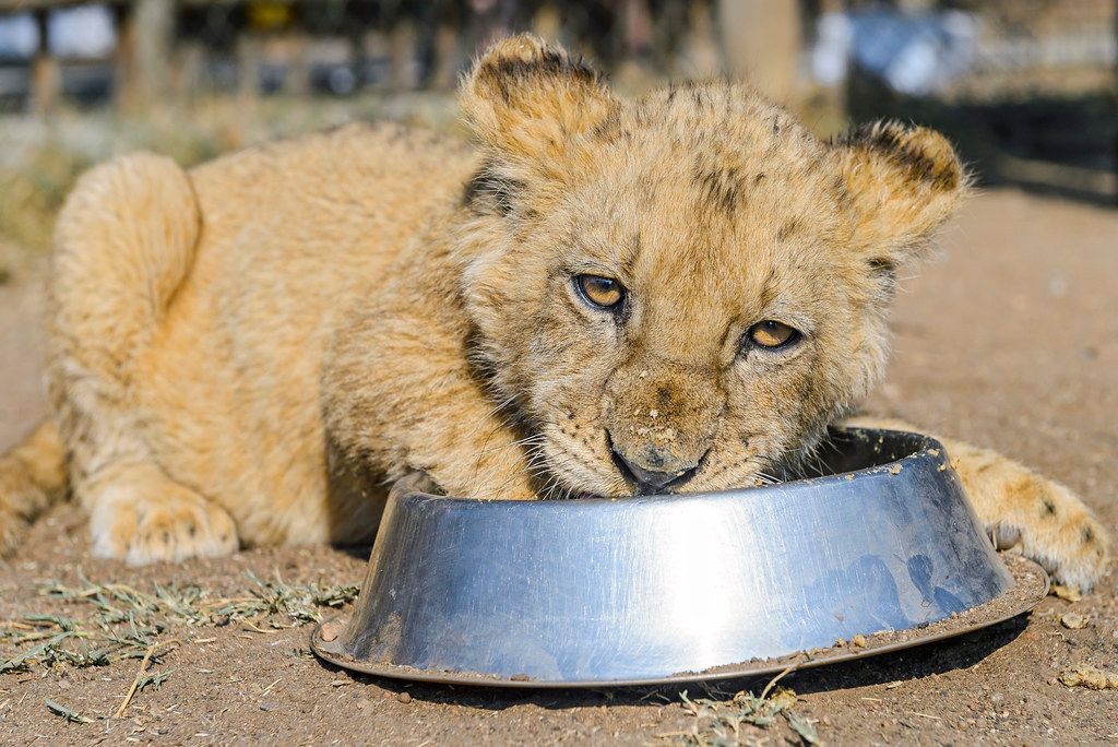 World’s Cutest Animal Babies: 16 Cubs Guaranteed To Melt Your Heart