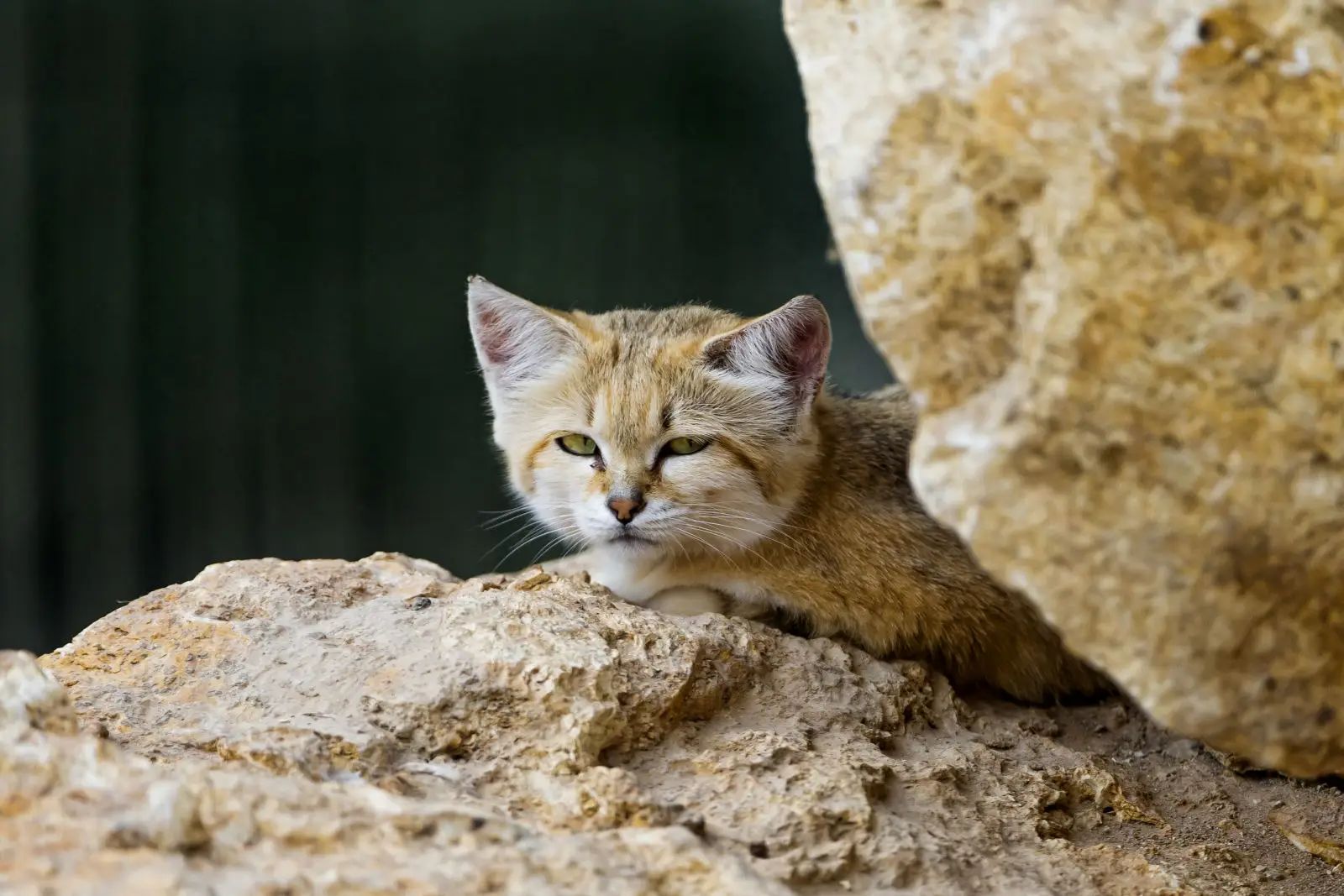 cat energy source