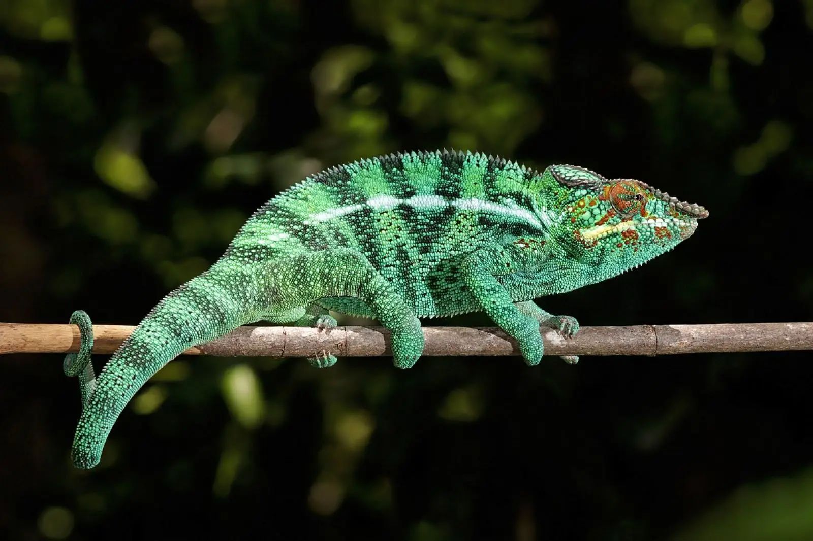 Unlocking the Secrets of Vision: From Animal Eyes to Your Prescription
