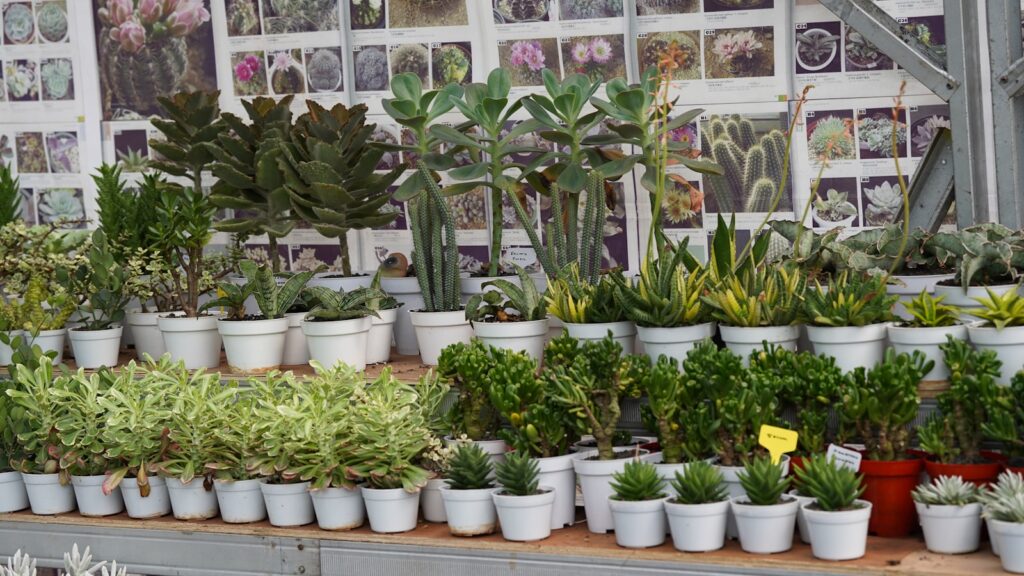 Succulents and plants on display in a greenhouse.