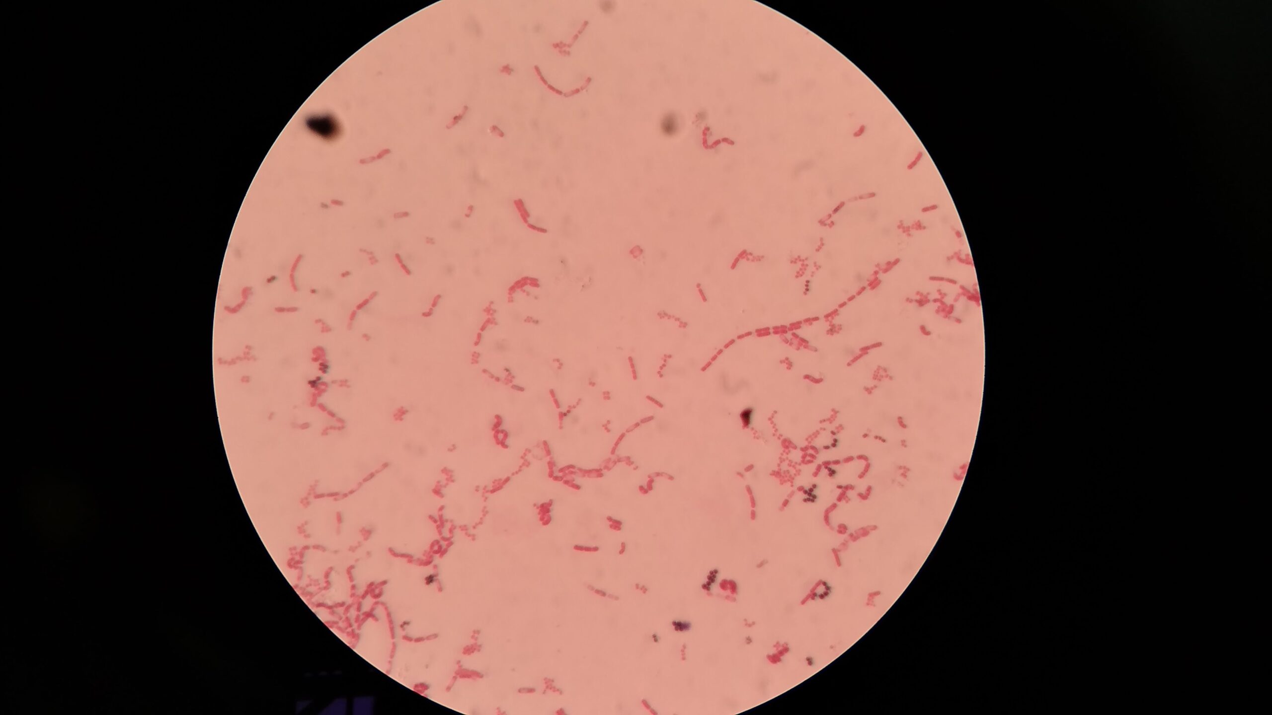 color war streptococcus