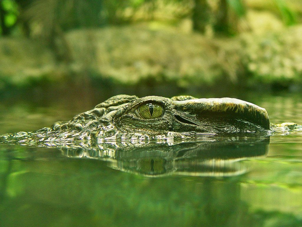 crocodiles eyes
