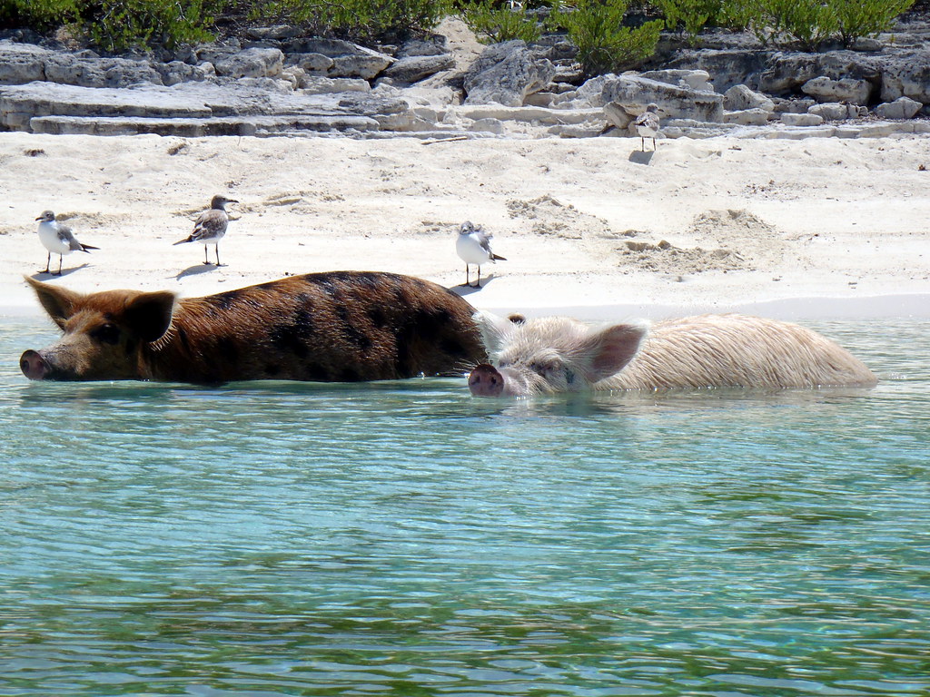 Why Just Hours Aren’t Enough: Unlocking the Bahamas Through Charter & Cruise Escapes