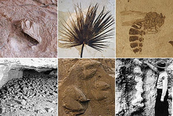The Looming Threat: Are Humans Driving The Sixth Mass Extinction?