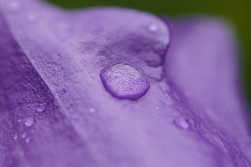 A water droplet rests on a purple flower petal.