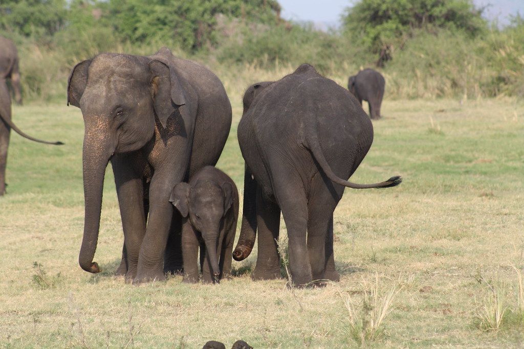 elephant calf herd