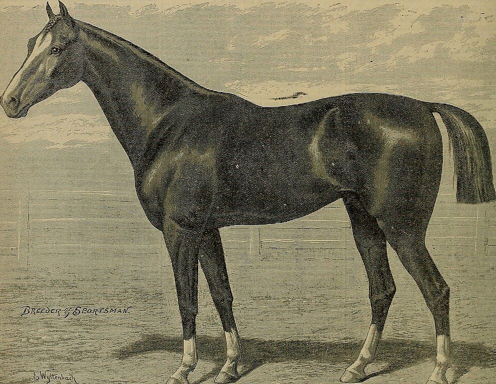 Equine Wonders: How Horses Communicate Their Need for Warmth