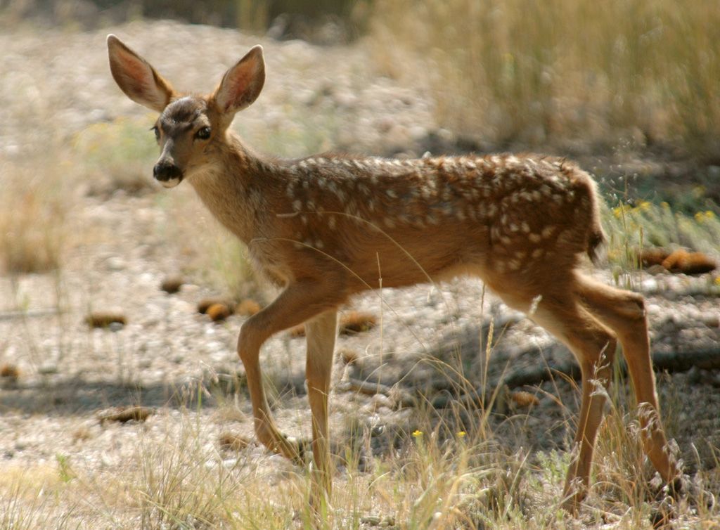 fawn cubs camouflage