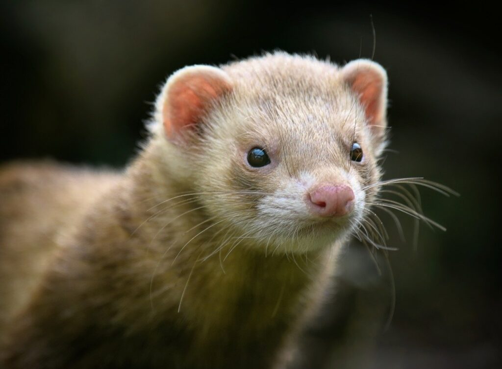 ferret, mustelid, semi-aquatic animal