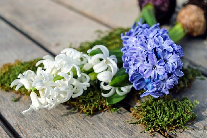 From Garden to Vase: How to Make Your Bouquets Last Longer