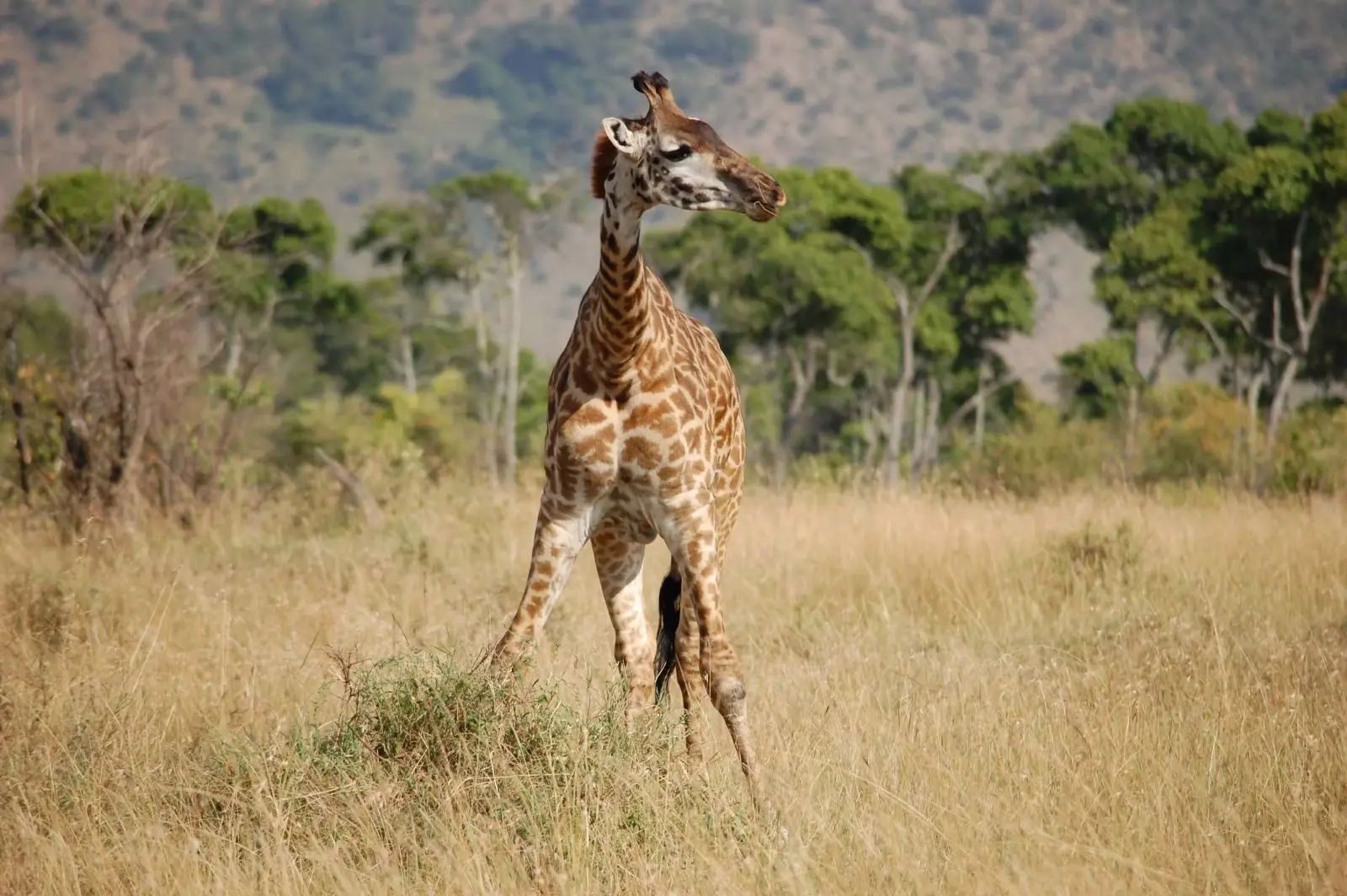 giraffe calves wobbly legs