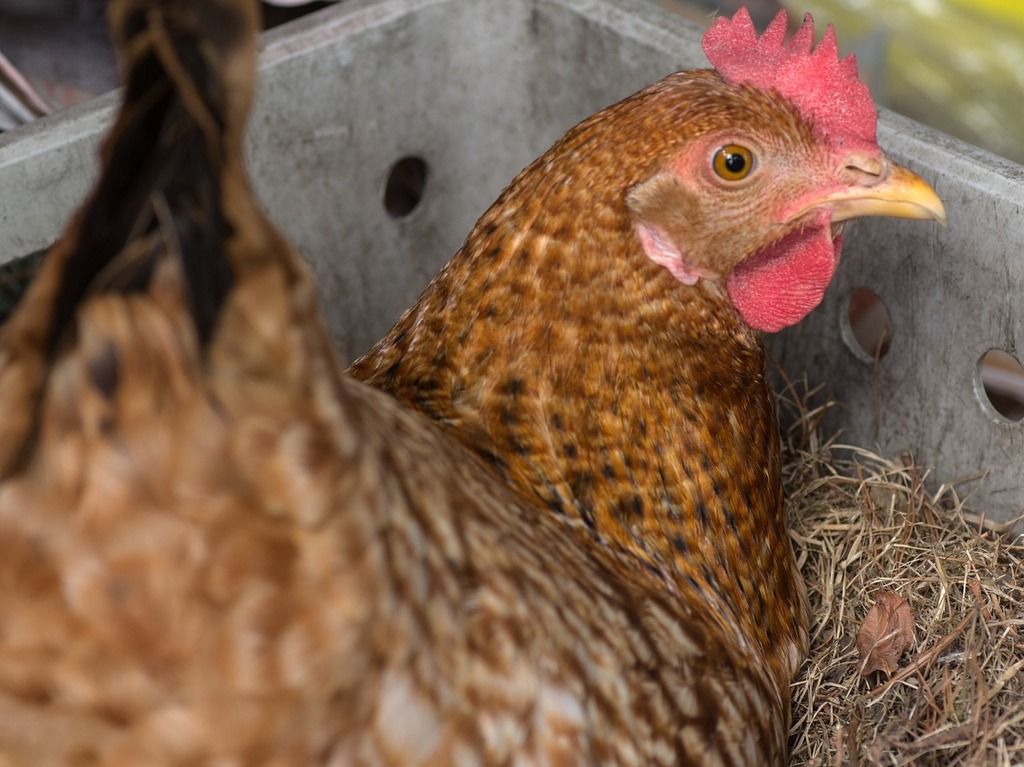 Why Your Hens Don’t Get Angry When You Take Their Eggs: It’s All About Instinct