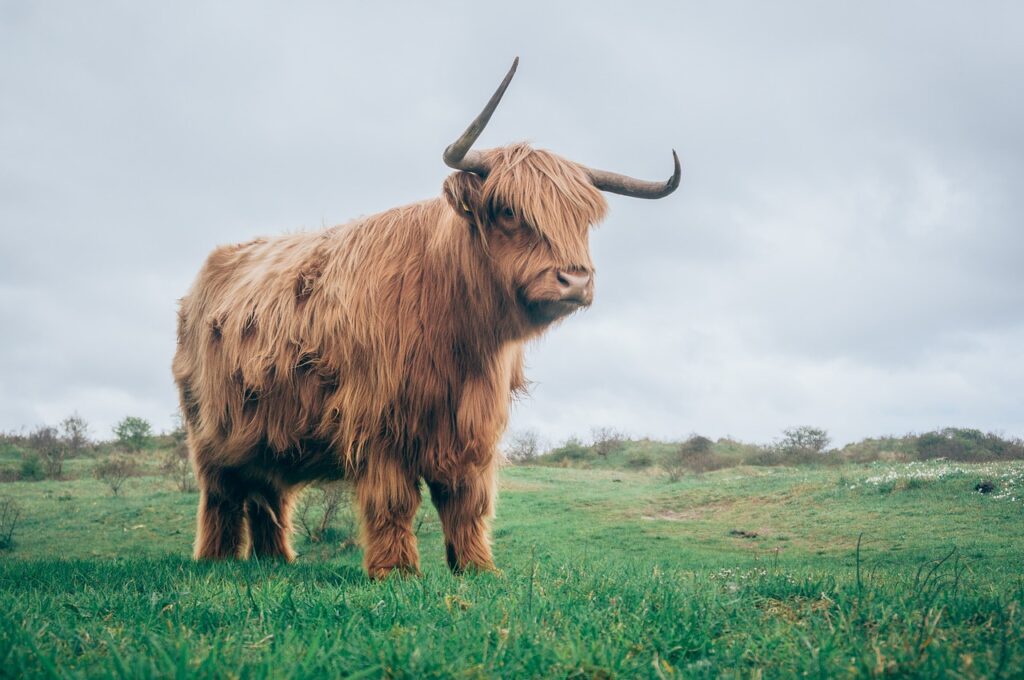 Raw Power: See How Easily an Enraged Bull Rips Off a Car Door!
