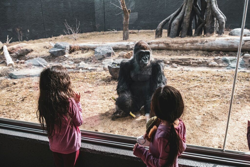 two little girls looking at a gorilla through a window