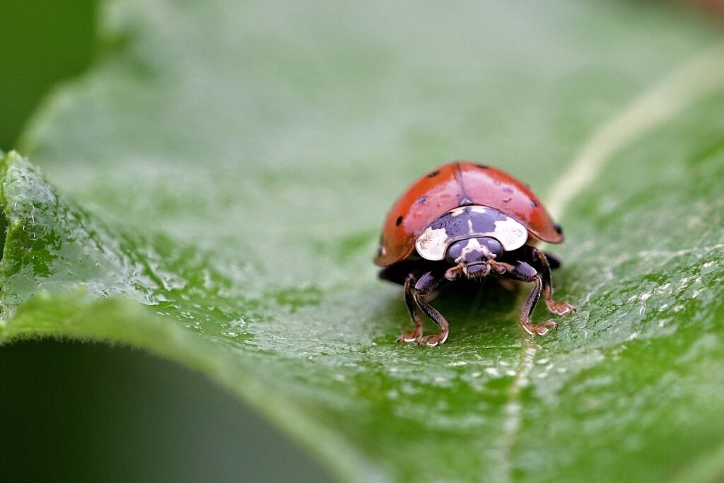 ladybug, beetle, leaf