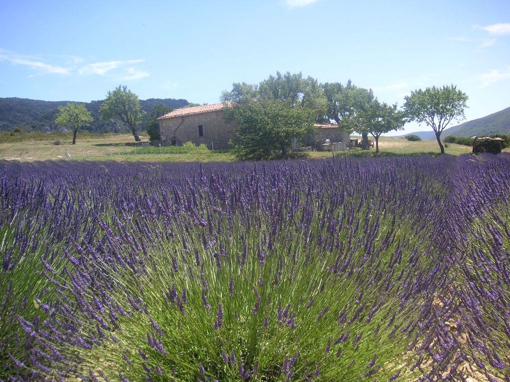 lavender fields provence